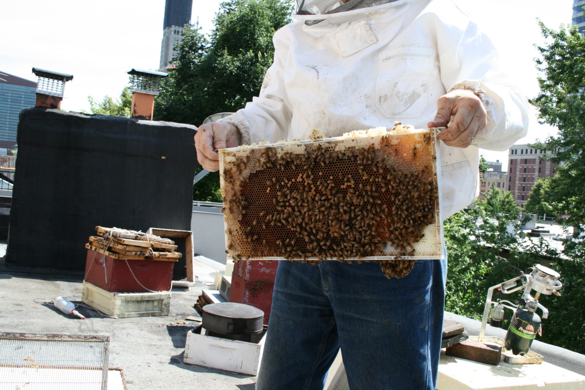 A different maker of honey in Brooklyn.