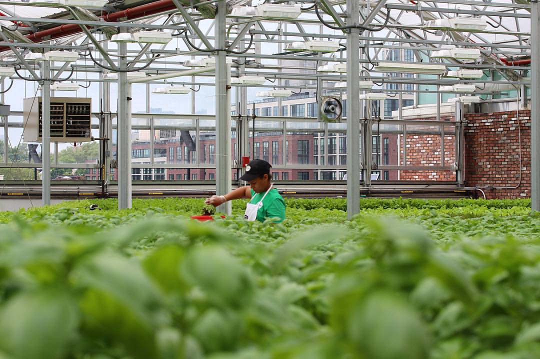 Tour Gotham Greens, an Urban Rooftop Farm in Brooklyn