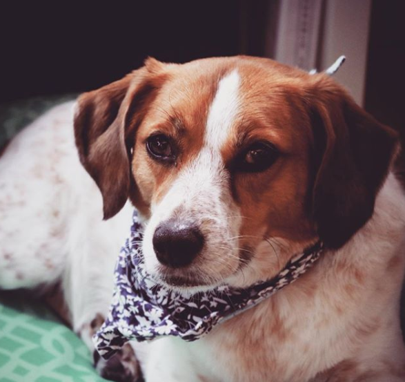 Zadee, eight years old, is half-Brittany half-beagle. (Photo courtesy of Brllnt)