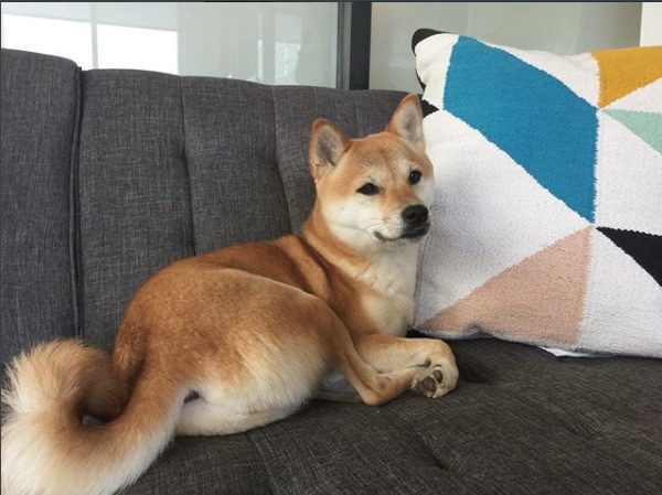 Cinna relaxing on one of the couches in the WeWork common area. (Photo courtesy of Brllnt)
