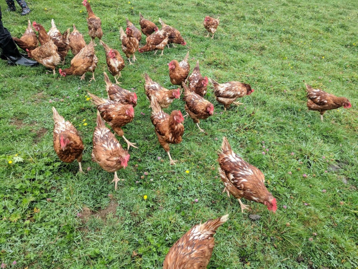 Cykloburn wants to bring waste-to-energy tech to chicken farms.