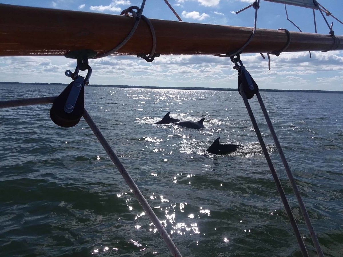 Look at those dolphins. (Photo courtesy of University of Maryland Center for Environmental Science)