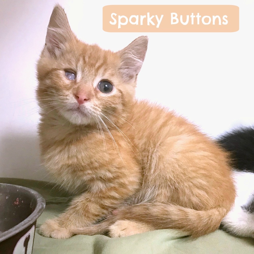 SPARKY BUTTONS.
