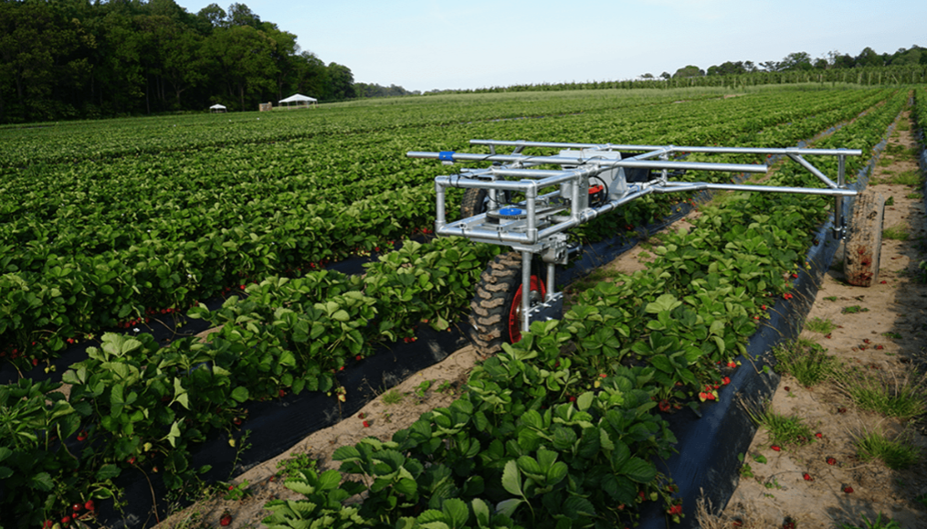 A TRIC robot treating strawberries.