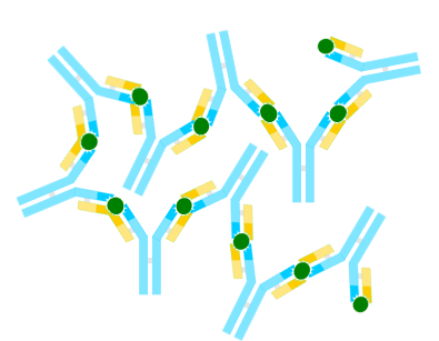 An antigen-antibody complex. (Photo by Alejandro Porto, via Wikimedia Commons)