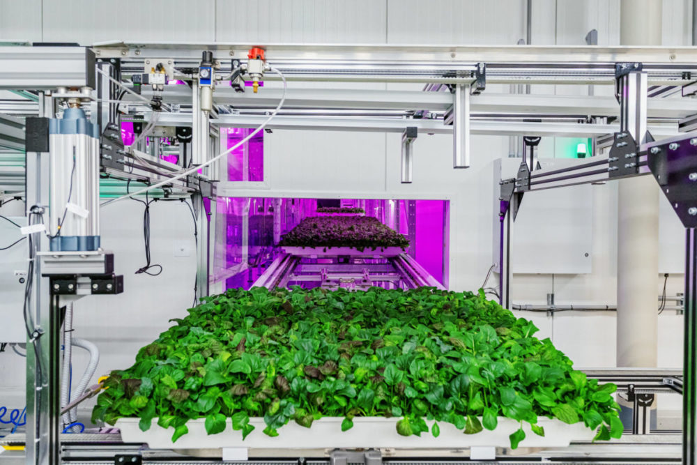 Robotic farming brings out a row of leafy greens from the LED growing room at Fifth Season’s Braddock location.