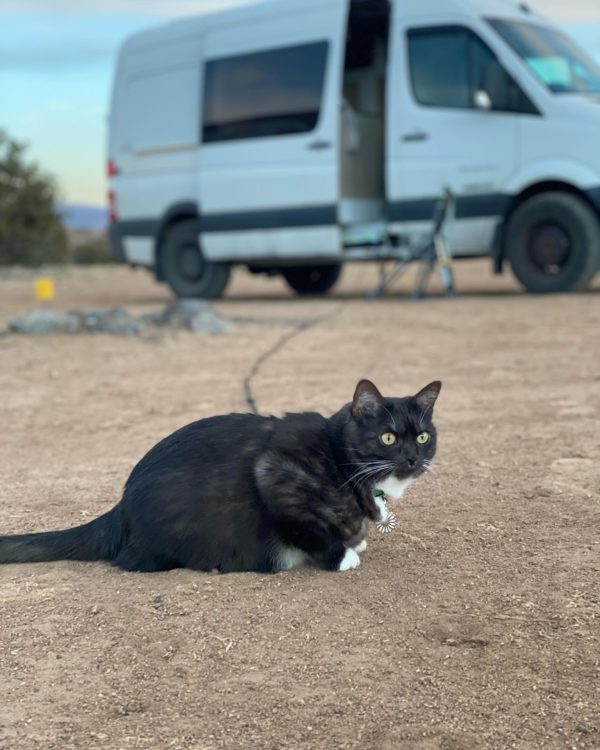 Celene Monroe's cat sits on the ground, her van is blurry in the background behind