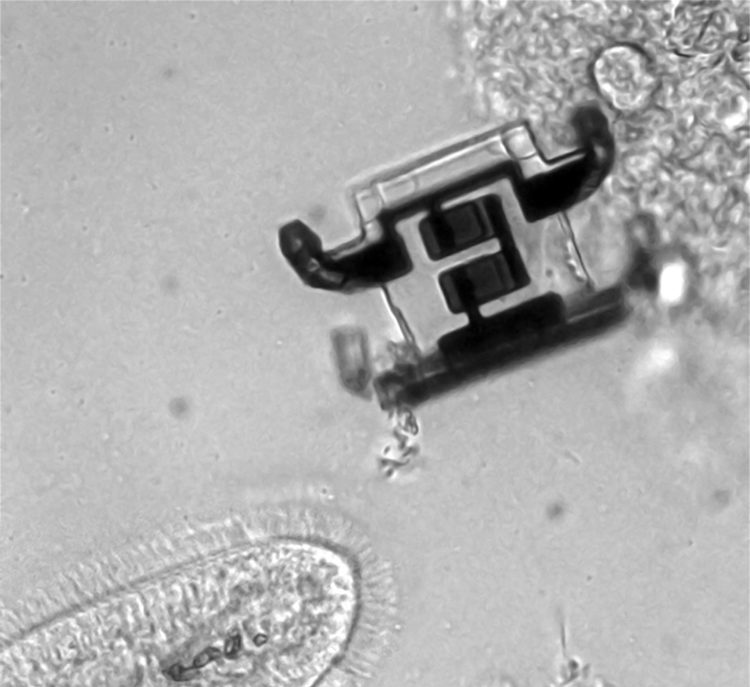 A Penn-developed tiny   robot beside a paramecium.