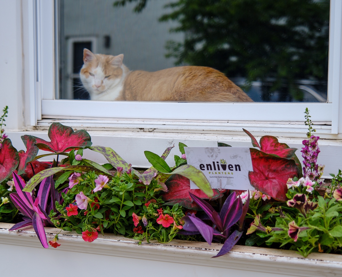 A cat sits in a window beside an Enliven garden container.