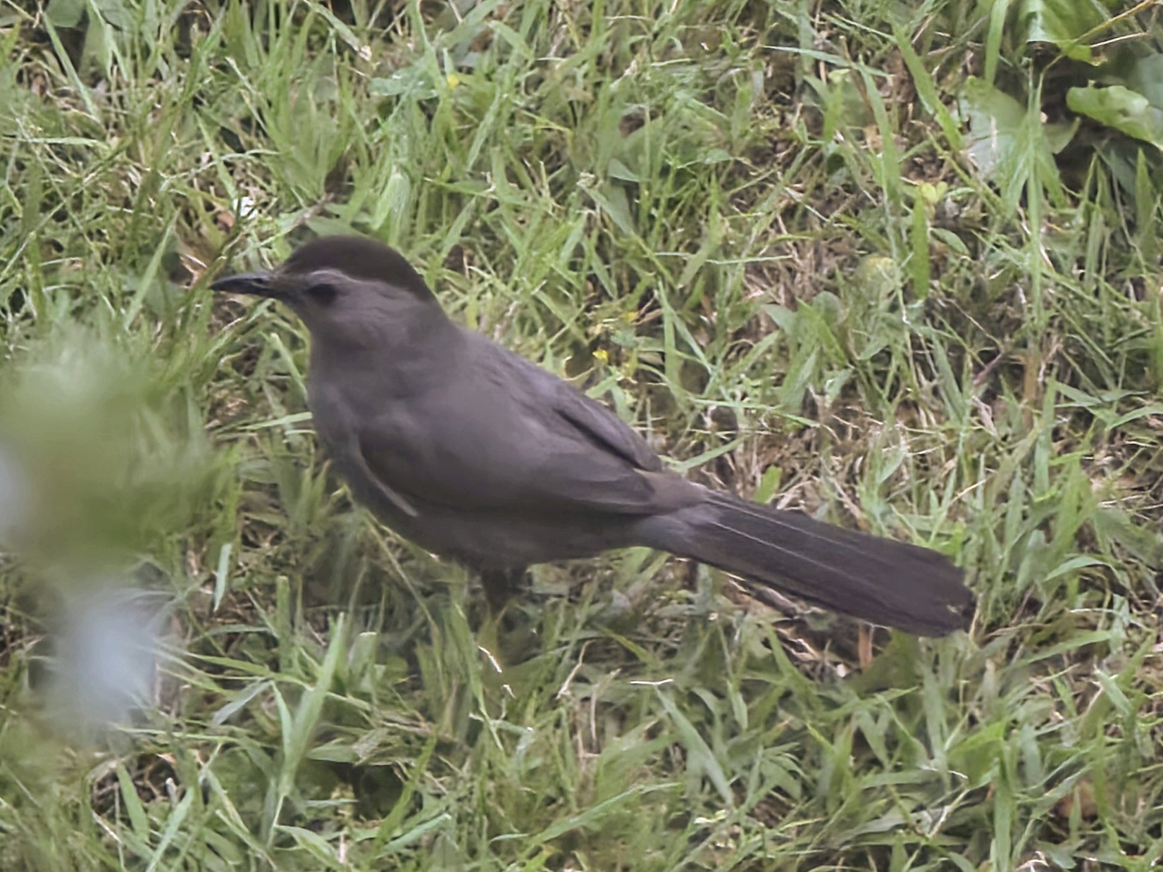 A small gray bird stands on a patch of grass.