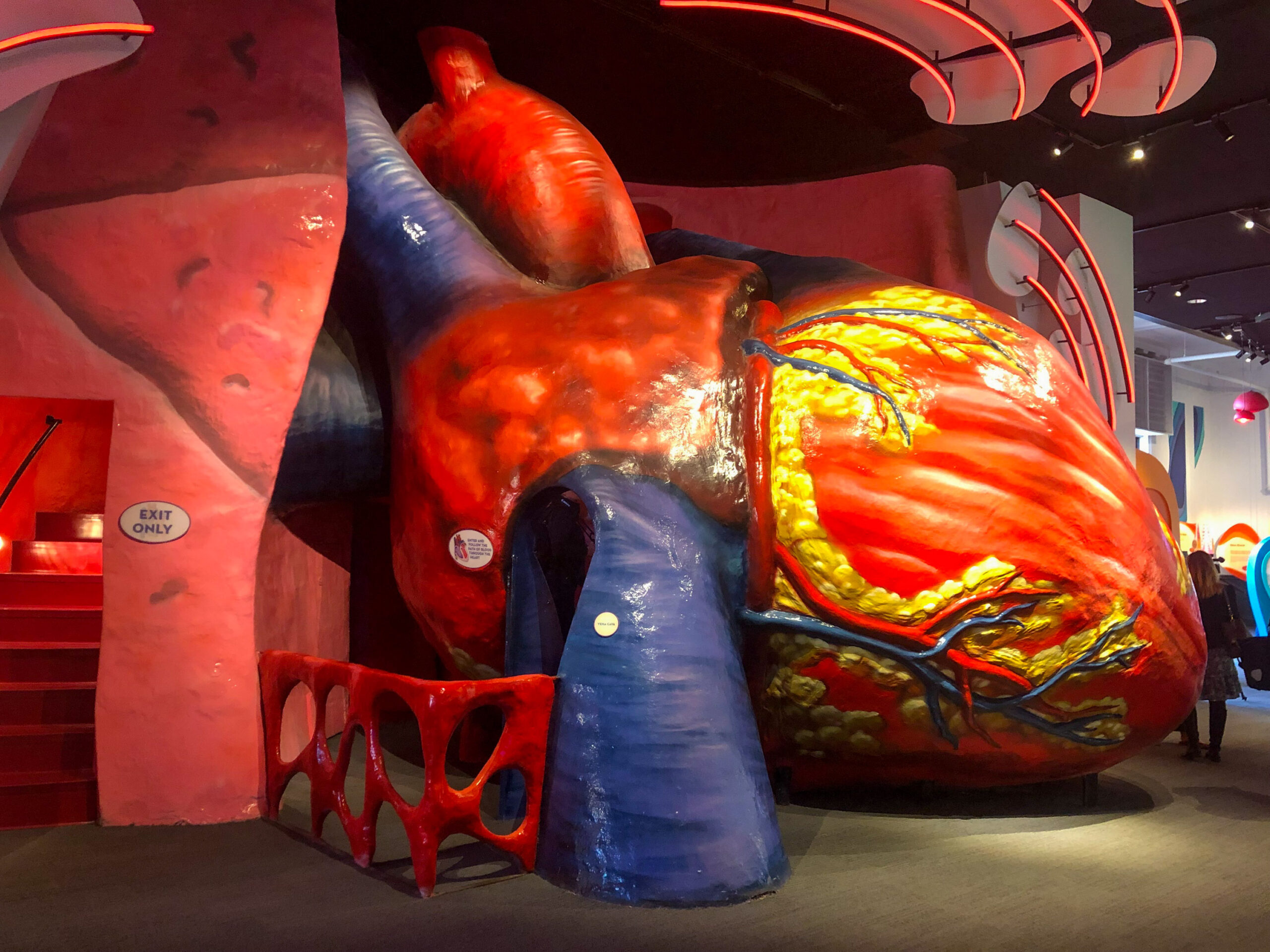 A large, detailed model of a human heart with a pathway for visitors to walk through, featured in an educational exhibit.